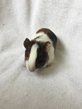 Rescue Guinea Pig Guinea Pigs for Adoption in San Diego, California - Aliz ( Bonded To Xabat) | PetCurious